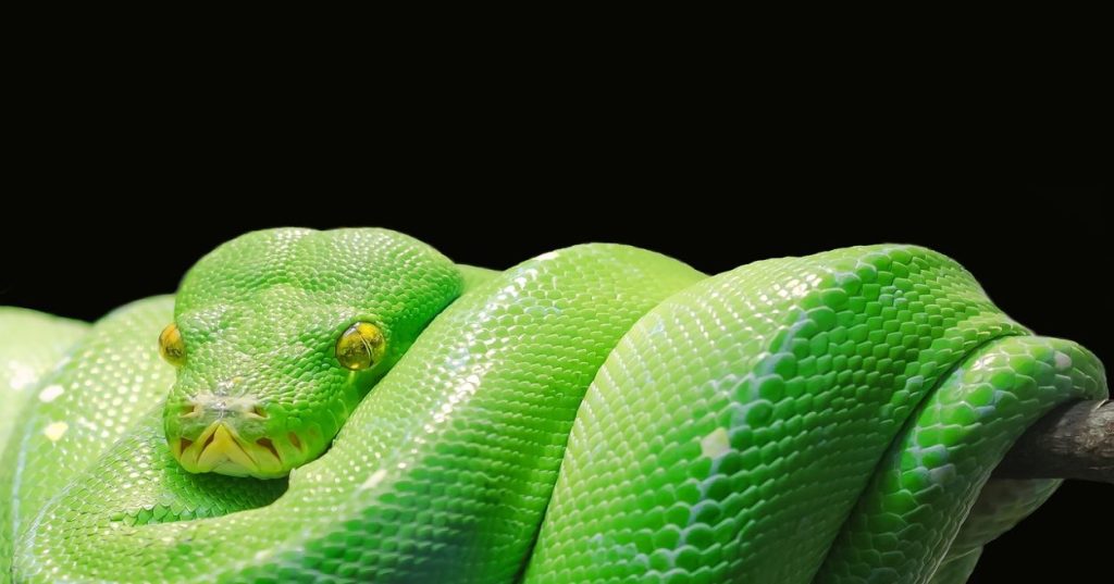 Descubra como Python e IA podem revolucionar a criação de arte vetorial realista para impressão. Otimize processos, automatize tarefas e garanta a mais alta qualidade para suas ilustrações de animais e flora.