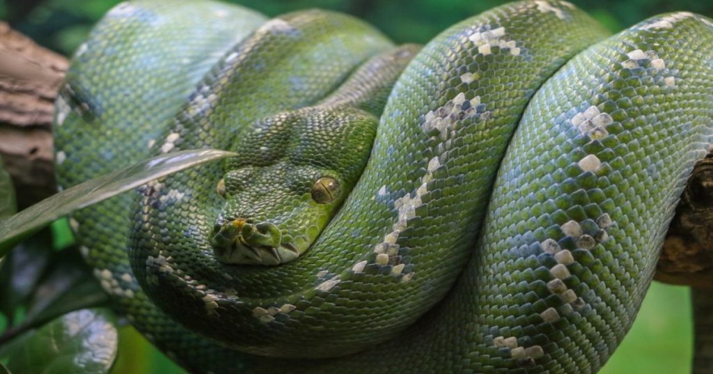 Aprenda a automatizar a extração e análise de relatórios complexos utilizando Python, processamento assíncrono e modelos de inteligência artificial.