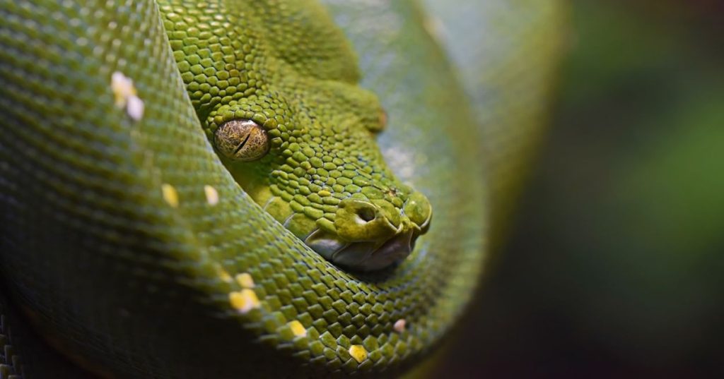 Aprenda a estruturar um pipeline de processamento de documentos usando Python e inteligência artificial para extrair dados estruturados com alta performance.