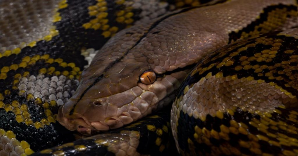 Aprenda a aplicar inteligência artificial e modelos preditivos em Python para otimizar o estoque da sua empresa e reduzir custos operacionais.