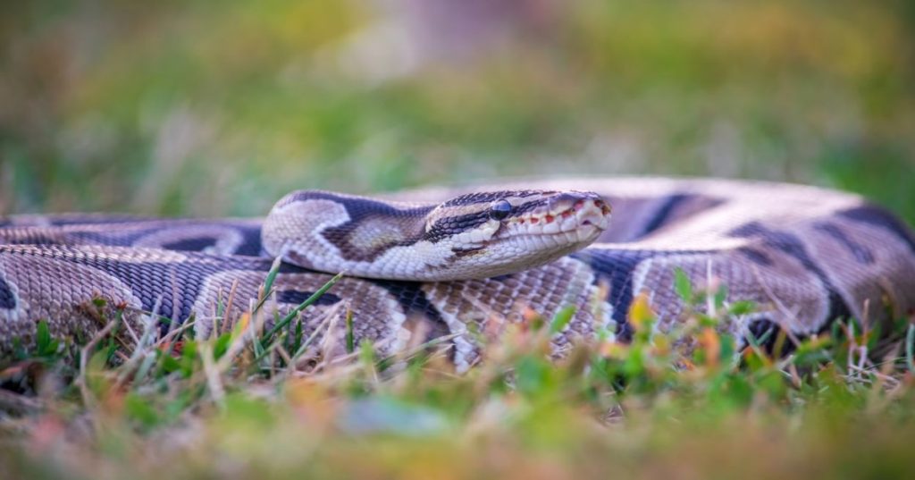 Entenda como implementar a extração de dados automatizada de documentos usando Python e Inteligência Artificial para eliminar erros operacionais.
