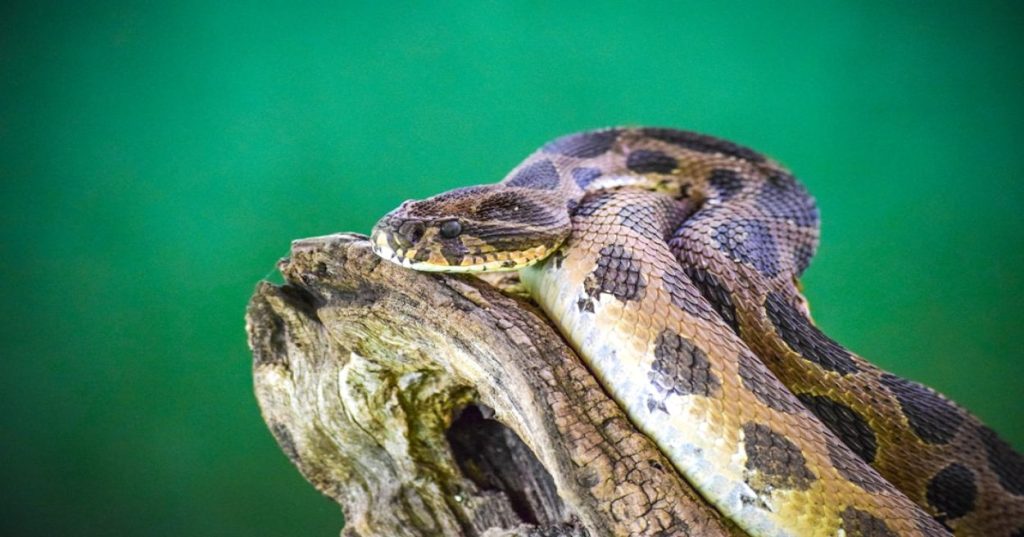 Descubra como utilizar algoritmos de Machine Learning e Python para criar previsões de demanda precisas e otimizar o estoque da sua empresa.